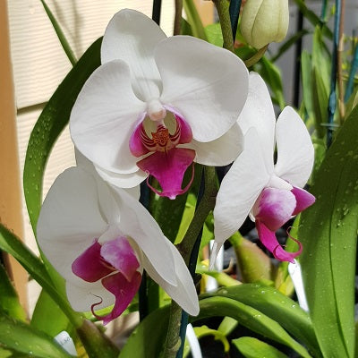 Phal. Splendid