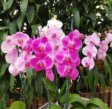 Phalaenopsis - OPEN BLOOMS (4" Pot)-Grower's Choice