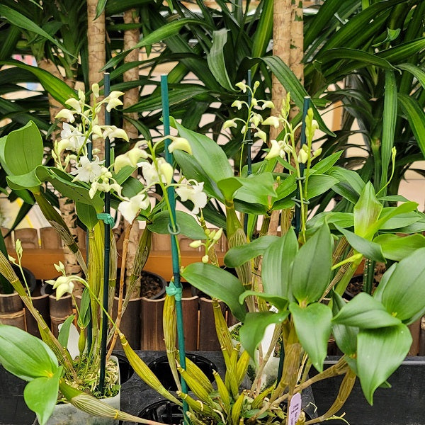 Den. Mini Snowflake (4" Pot) - Buds