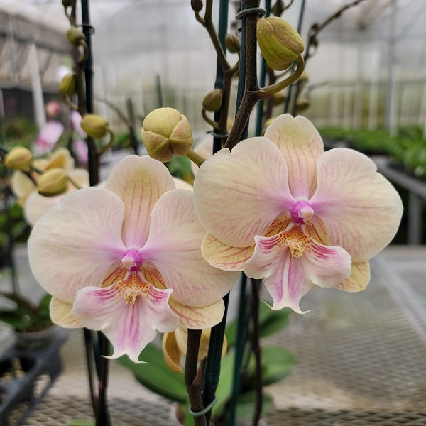 Phal. Echoes (Single Spike)