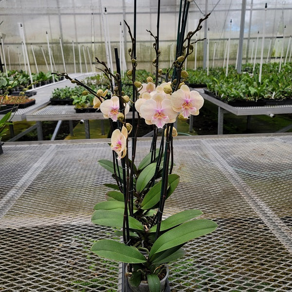 Phal. Echoes (Single Spike)