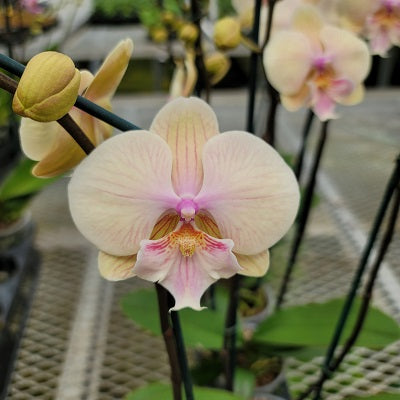 Phal. Echoes (Single Spike)