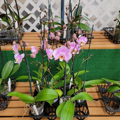 Phal. Art Nouveau (Single Spike)