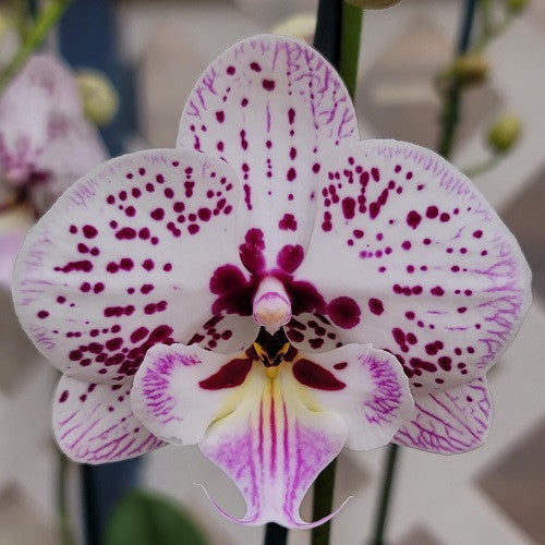 Phal. Expressions (Low Spike)