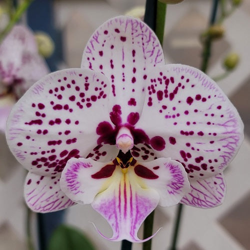 Phal. Expressions