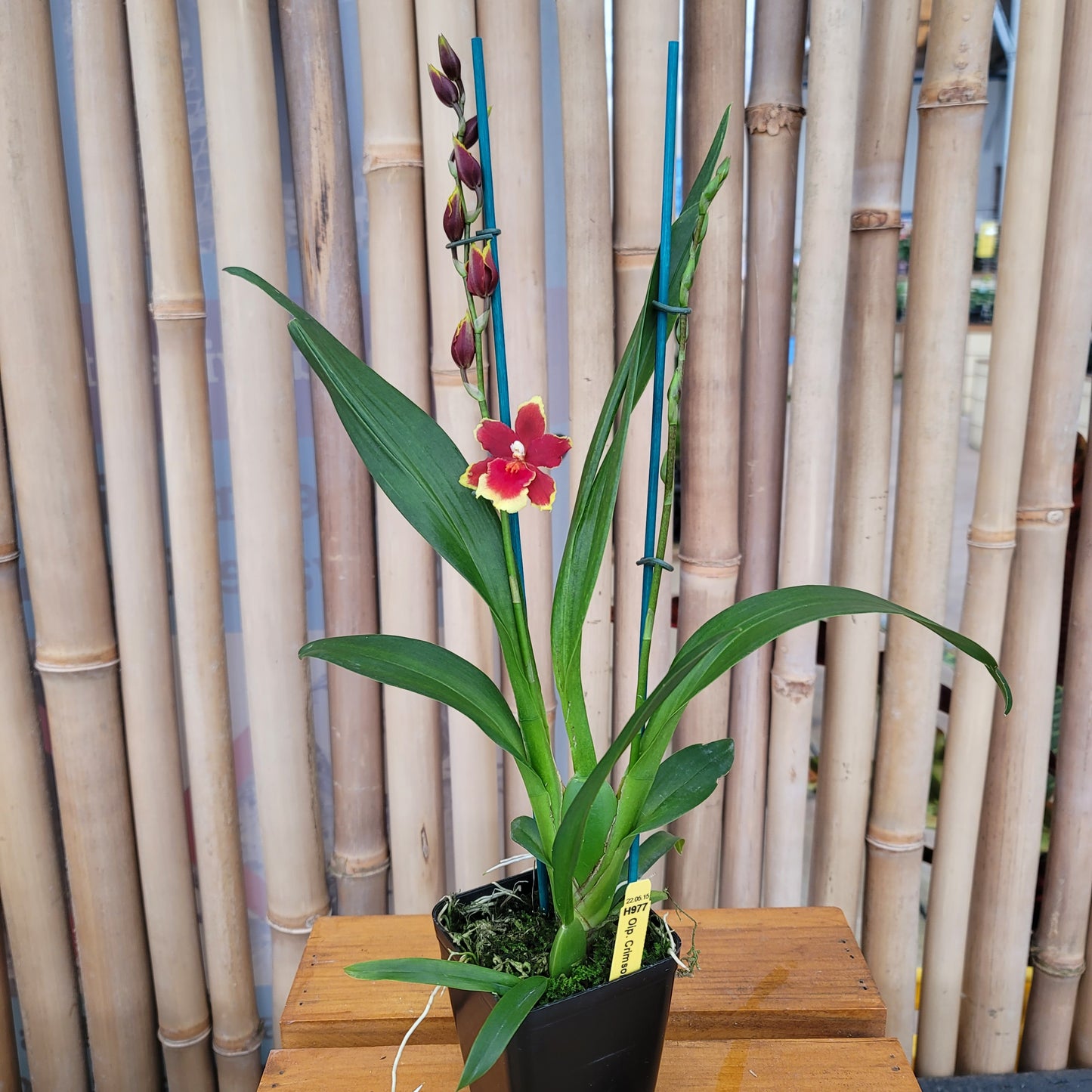 Oncidopsis Crimson Pride 'MAC136' (4" Pot) - Buds