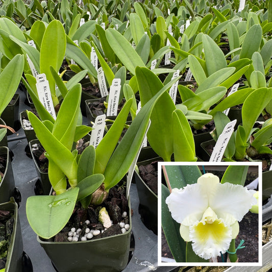 Rlc. Kona Beauty 'White' (Starter-2.75" Pot)