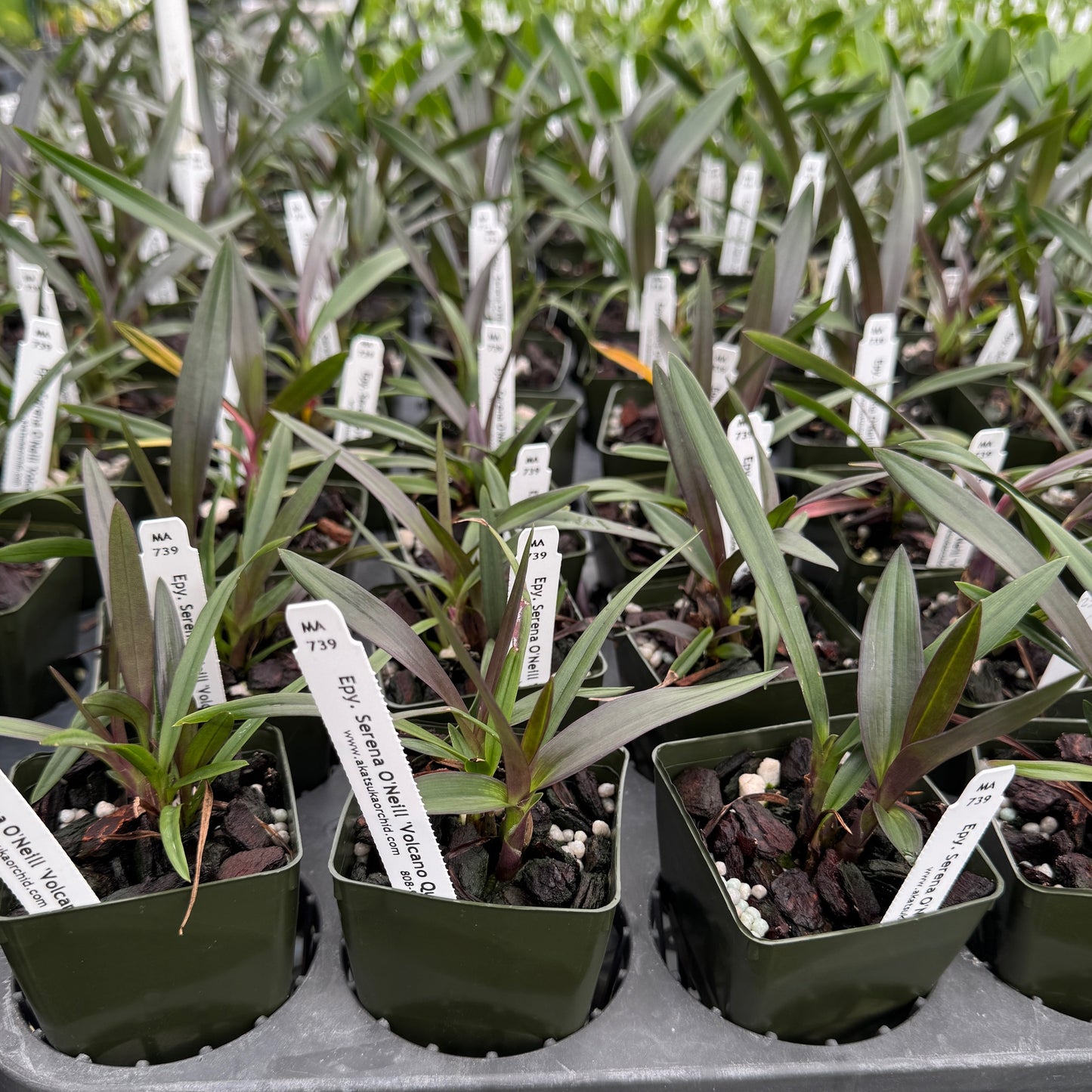 Epy. Serena O'Neill 'Volcano Queen' (Starter-2.75" Pot)