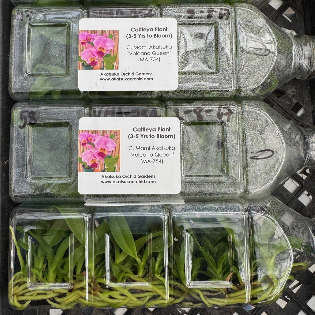 C. Mami Akatsuka 'Volcano Queen' FLASK (Cattleya Clone)