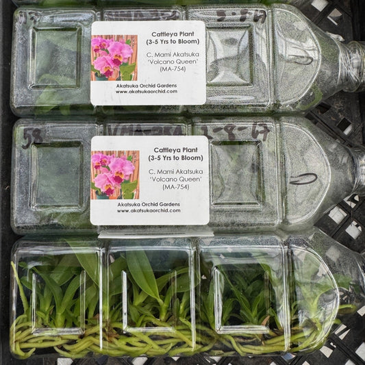 C. Mami Akatsuka 'Volcano Queen' FLASK (Cattleya Clone)