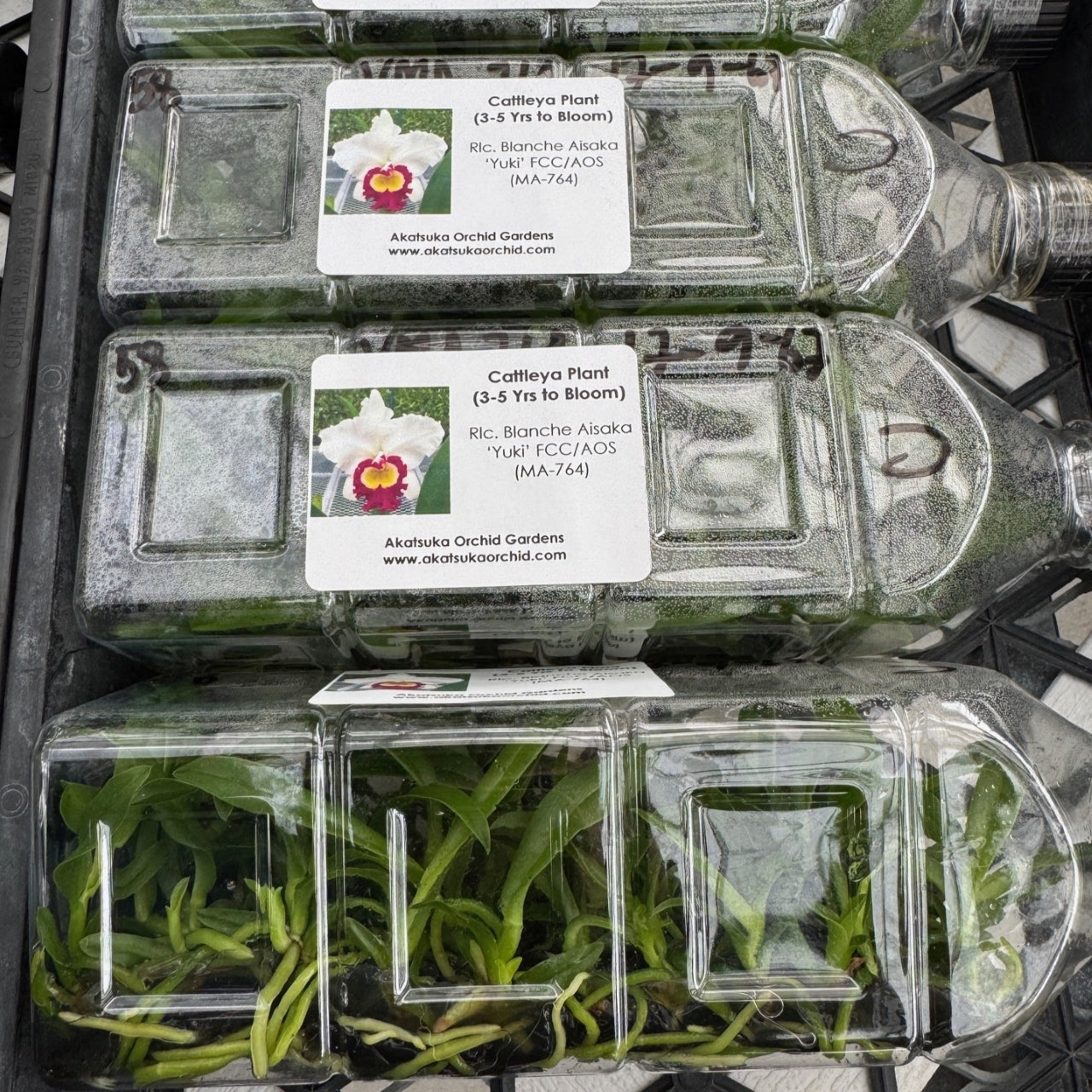 Rlc. Blanche Aisaka 'Yuki' FCC/AOS FLASK (Cattleya Clone