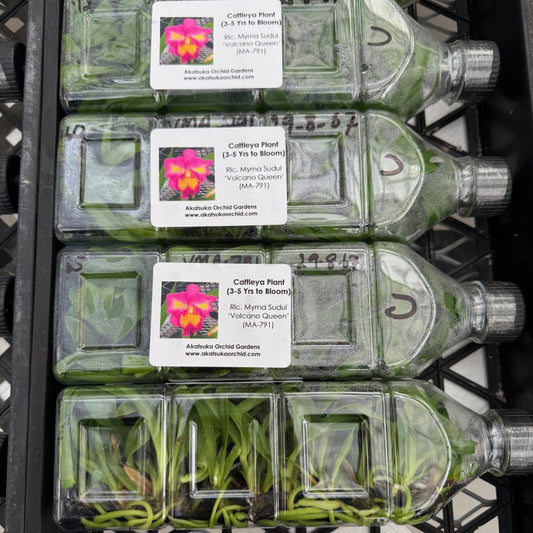 Rlc. Myrna Sudul 'Volcano Queen' FLASK (Cattleya Clone)