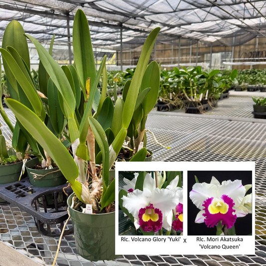 Rlc. Volcano Glory 'Yuki' x Rlc. Mori Akatsuka 'Volcano Queen' (Not Blooming) - 5.5" Pot