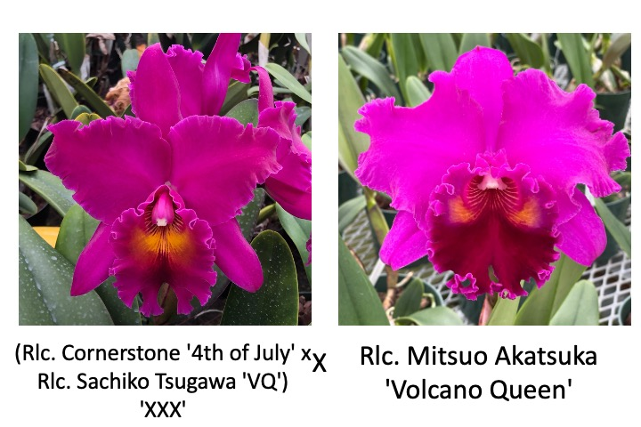 (Rlc. Cornerstone '4th of July' x Rlc. Sachiko Tsugawa) 'XXX' x Rlc. Mitsuo Akatsuka 'Volcano Queen' (Not Blooming) - 5.5" Pot