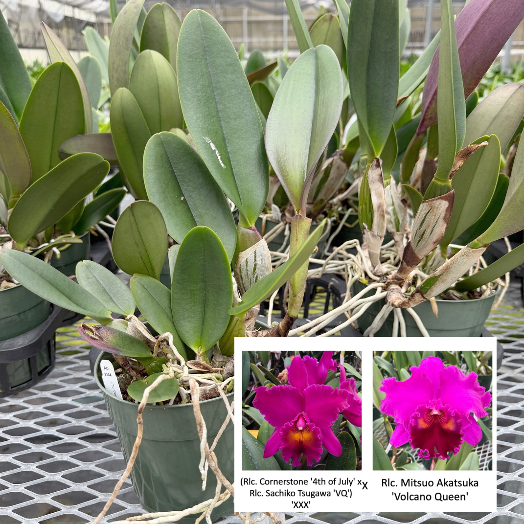 (Rlc. Cornerstone '4th of July' x Rlc. Sachiko Tsugawa) 'XXX' x Rlc. Mitsuo Akatsuka 'Volcano Queen' (Not Blooming) - 5.5" Pot