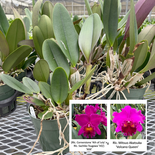 (Rlc. Cornerstone '4th of July' x Rlc. Sachiko Tsugawa) 'XXX' x Rlc. Mitsuo Akatsuka 'Volcano Queen' (Not Blooming) - 5.5" Pot