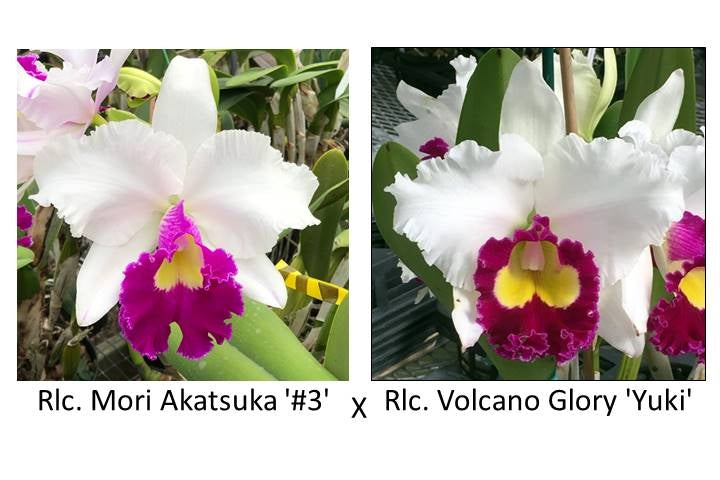 Rlc. Mori Akatsuka '#3' x Rlc. Volcano Glory 'Yuki' (5.5" Pot) - Not Blooming