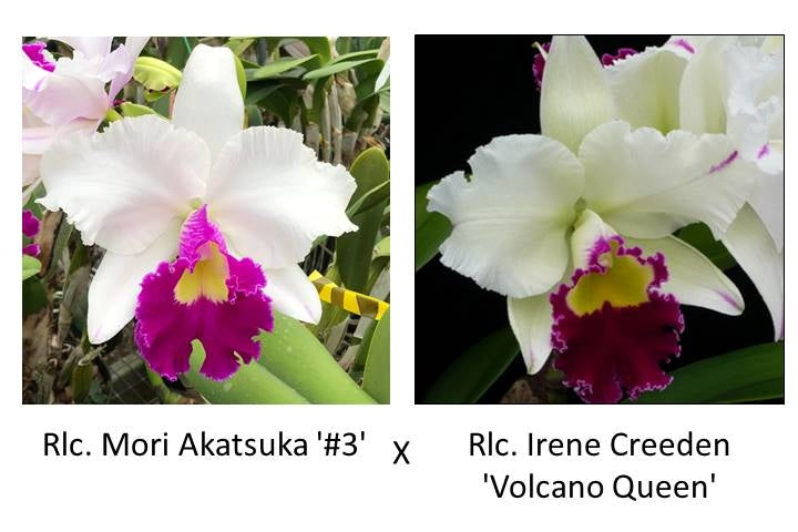 Rlc. Mori Akatsuka '#3' x Rlc. Irene Creeden 'Volcano Queen' (Not