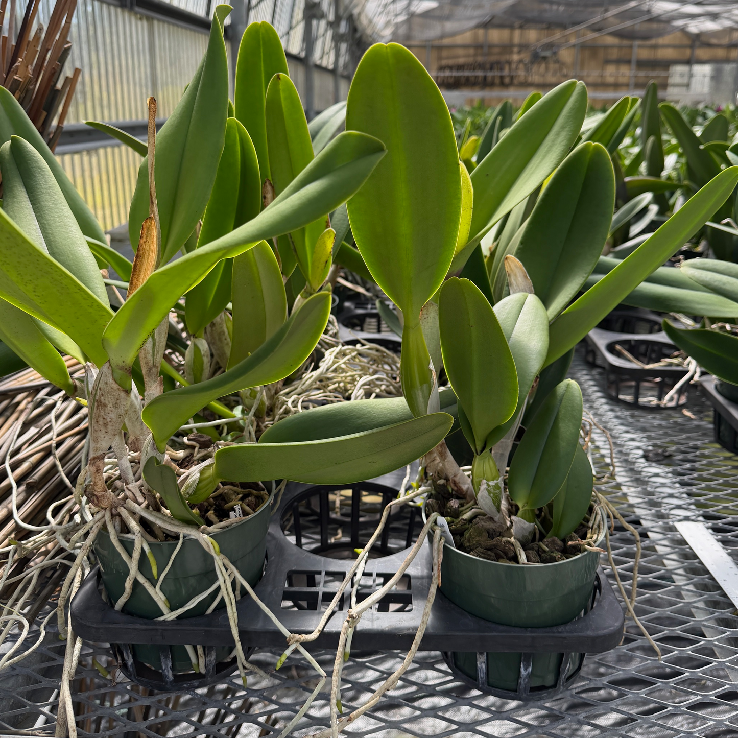 Rlc. Mori Akatsuka '#3' x Rlc. Irene Creeden 'Volcano Queen' (Not Blooming) - 5.5" Pot