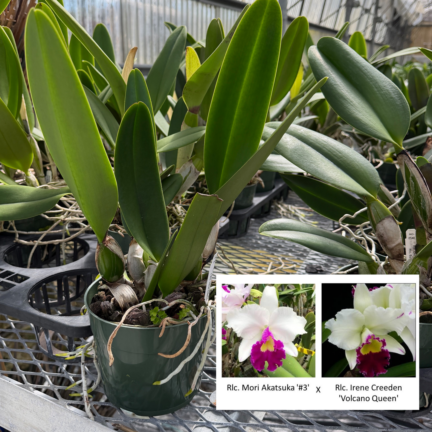 Rlc. Mori Akatsuka '#3' x Rlc. Irene Creeden 'Volcano Queen' (Not Blooming) - 5.5" Pot