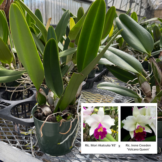 Rlc. Mori Akatsuka '#3' x Rlc. Irene Creeden 'Volcano Queen' (Not Blooming) - 5.5" Pot