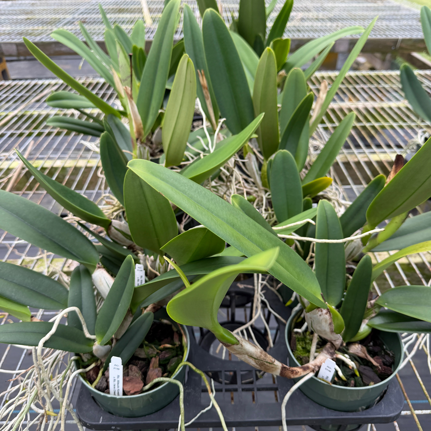 Rlc. Mitsuko Kuwahata x Rlc. Irene Creeden 'Volcano Queen' (Not Blooming) - 5.5" Pot