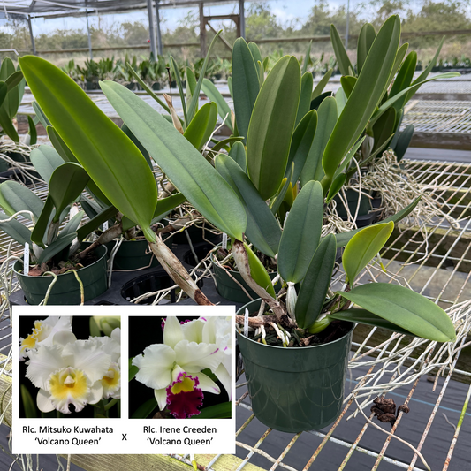 Rlc. Mitsuko Kuwahata x Rlc. Irene Creeden 'Volcano Queen' (Not Blooming) - 5.5" Pot