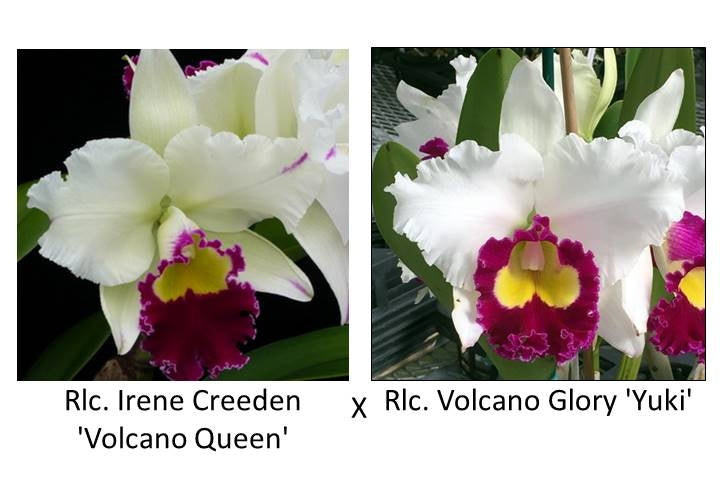 Rlc. Irene Creeden 'Volcano Quene' x Rlc. Volcano Glory 'Yuki' (Not Blooming) - 5.5" Pot