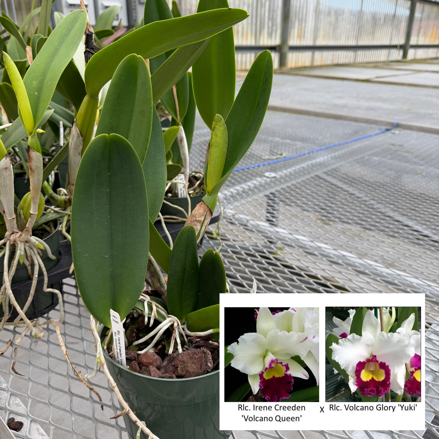 Rlc. Irene Creeden 'Volcano Quene' x Rlc. Volcano Glory 'Yuki' (Not Blooming) - 5.5" Pot