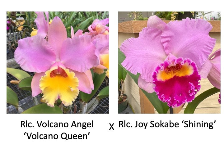 Rlc. Volcano Angel 'VQ' x Rlc. Joy Sokabe 'Shining' (Starter-2.75" Pot)