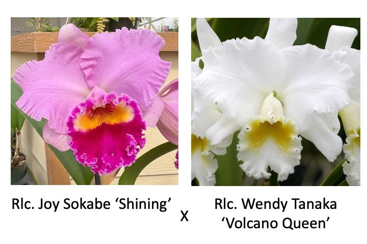 Rlc. Joy Sokabe 'Shining' x Rlc. Wendy Tanaka 'VQ' (Starter-2.75" Pot)