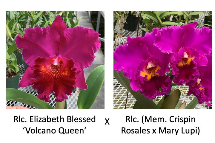 Rlc. Elizabeth Blessed 'VQ' x Rlc. Radiant Ember (Starter-2.75" Pot)