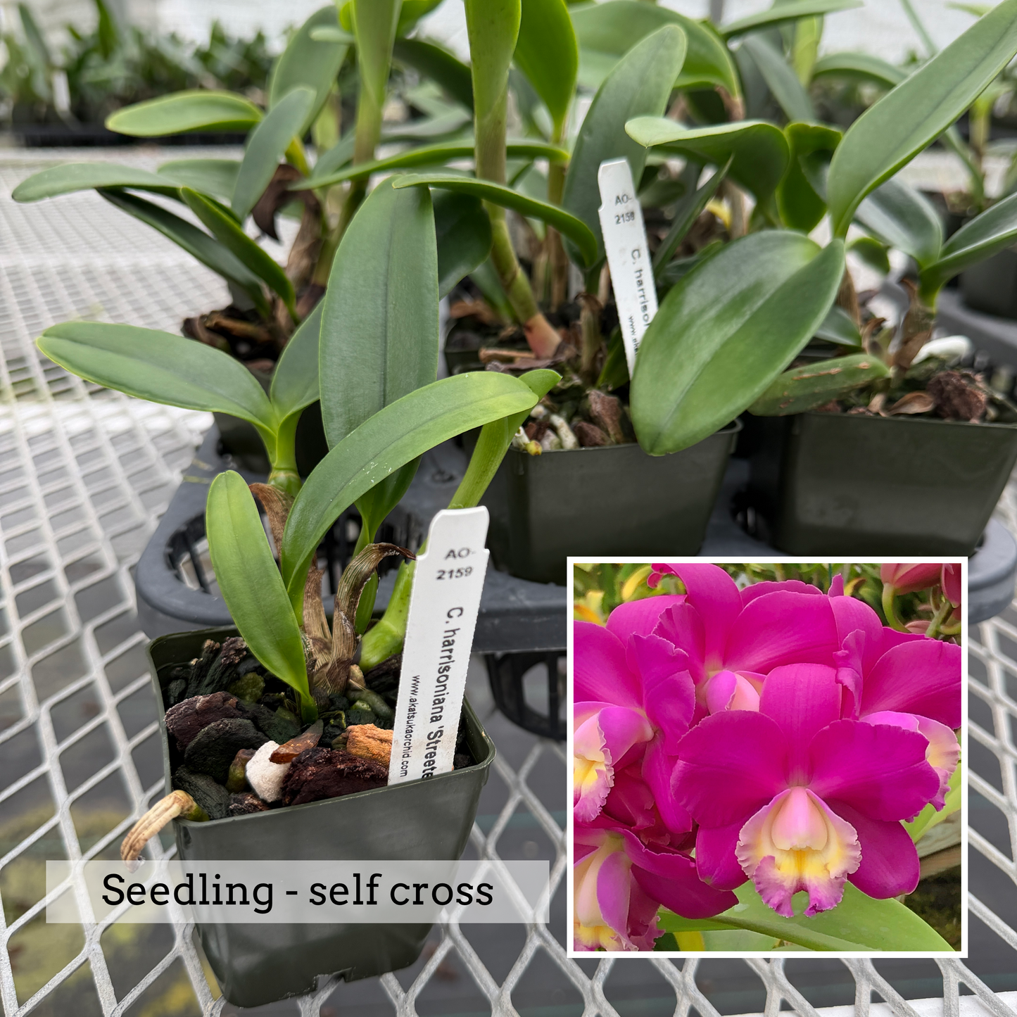 C. harrisoniana 'Streeter's Choice' FCC/AOS x self  (Starter-2.75" Pot)