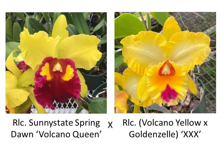 Rlc. Sunnystate's Spring Dawn x Rlc (Volcano Yellow x Goldenzelle) (Starter-2.75" Pot)