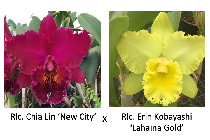 Rlc. Chia Lin 'New City' x Rlc. Erin Kobayashi 'Lahaina Gold' (Starter-2.75" Pot)