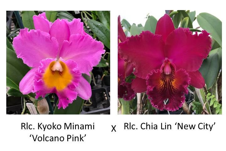 Rlc. Kyoko Minami 'Volcano Pink' x Rlc. Chia Lin 'New City' (Starter-2.75" Pot)