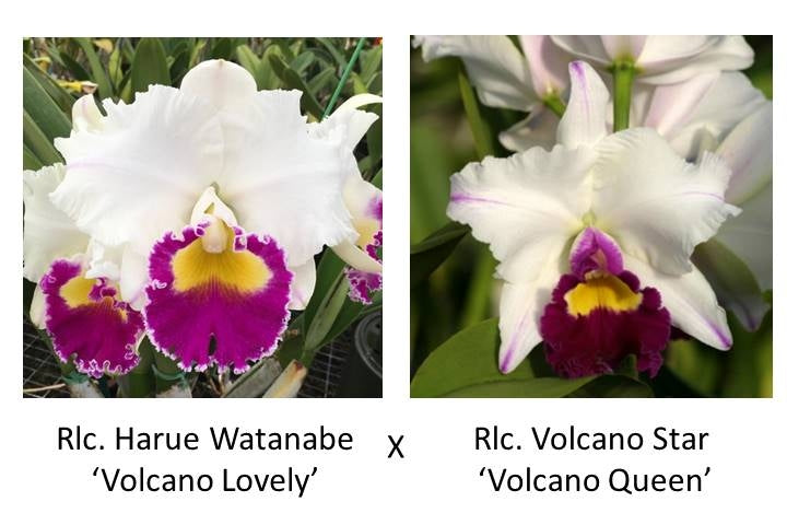 Rlc. Harue Watanabe 'Volcano Lovely' x Rlc. Volcano Star 'Volcano Queen' (Starter-2.75" Pot)