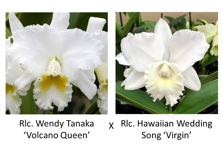 Rlc. Volcano Elegance (C. Hawaiian Wedding Song x Rlc. Wendy Tanaka) (Starter-2.75" Pot)