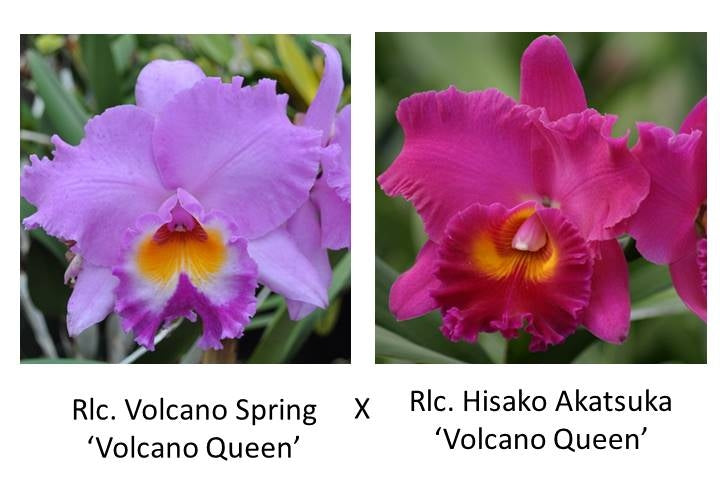 Rlc. Volcano Spring 'Volcano Queen' x Rlc. Hisako Akatsuka 'Volcano Queen' (Starter-2.75" Pot)