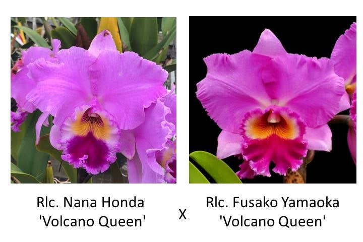 Rlc. Nana Honda 'Volcano Queen' x Rlc. Fusako Yamaoka 'Volcano Queen' FLASK (Seedling)