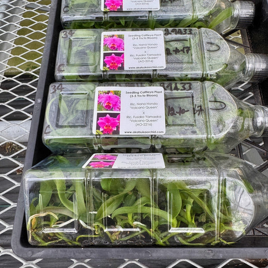 Rlc. Nana Honda 'Volcano Queen' x Rlc. Fusako Yamaoka 'Volcano Queen' FLASK (Seedling)