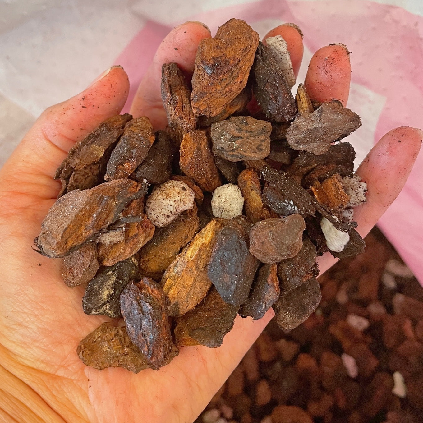 AOG Premium Orchid Media Mix