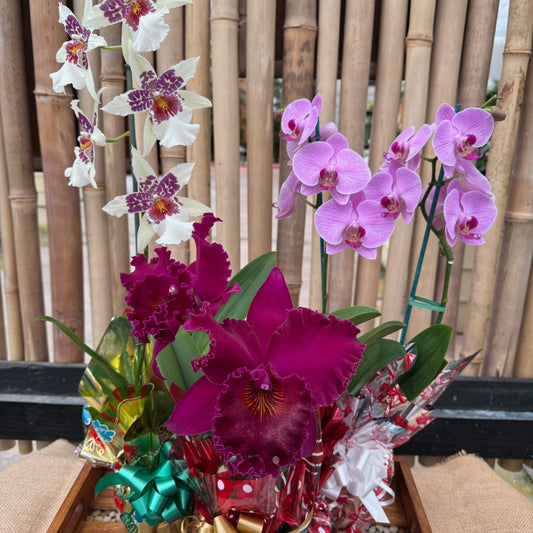 Holiday Radiance Special (AOS)