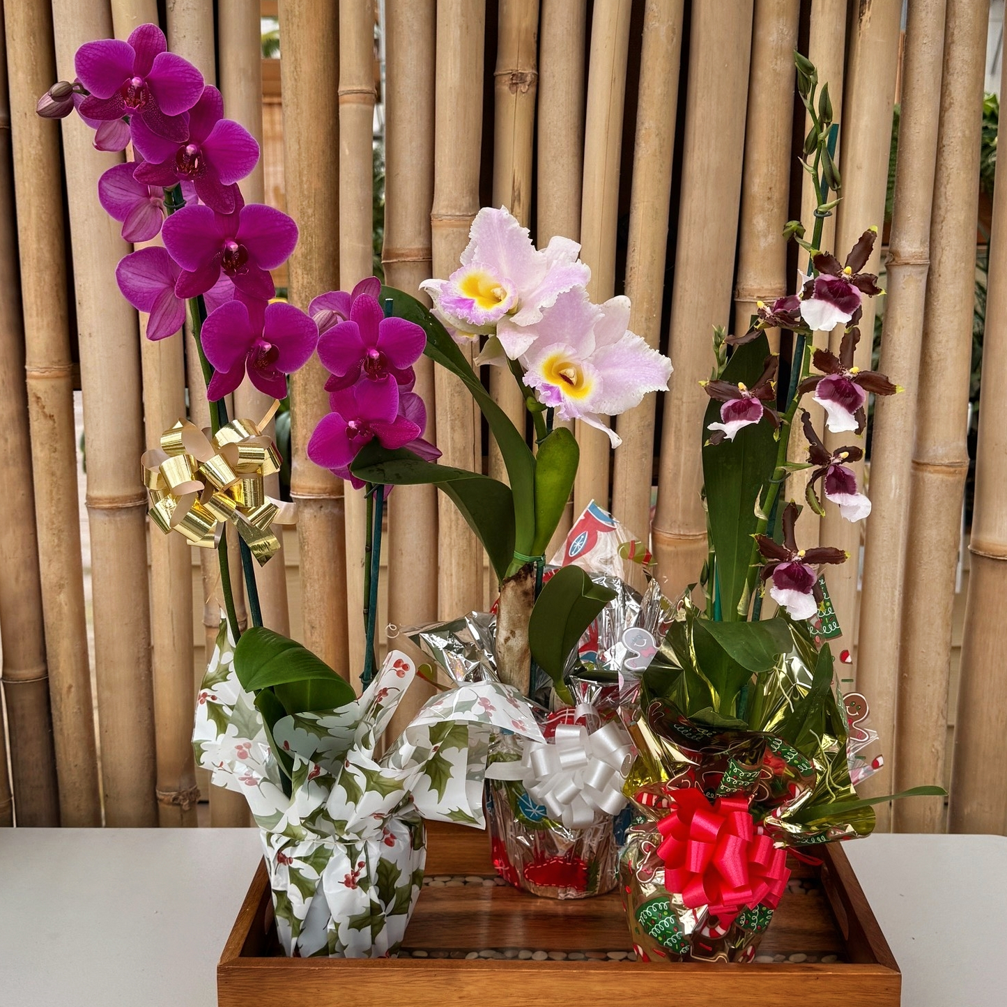 Holiday Radiance Special (AOS)