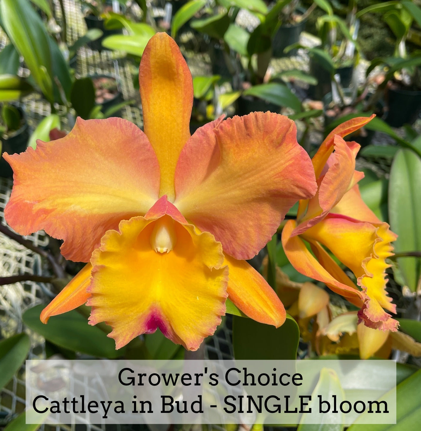 Budded Cattleya (5.5" Pot - Grower's Choice) - SINGLE Bud
