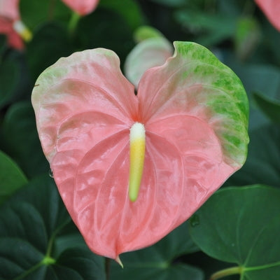 Anth. Anuenue (Coral) Obake - 4" Pot
