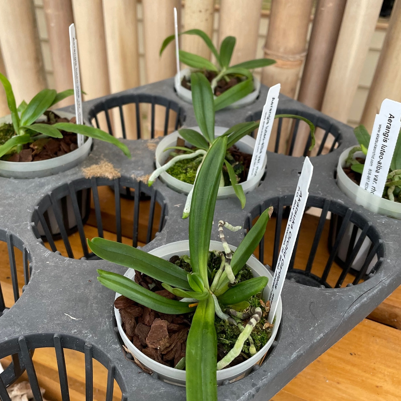 Aerangis luteo-alba x sib (3" pot) -Not Blooming