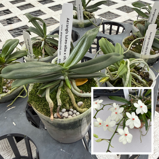 Aerangis luteo-alba x sib (3" pot) -Not Blooming