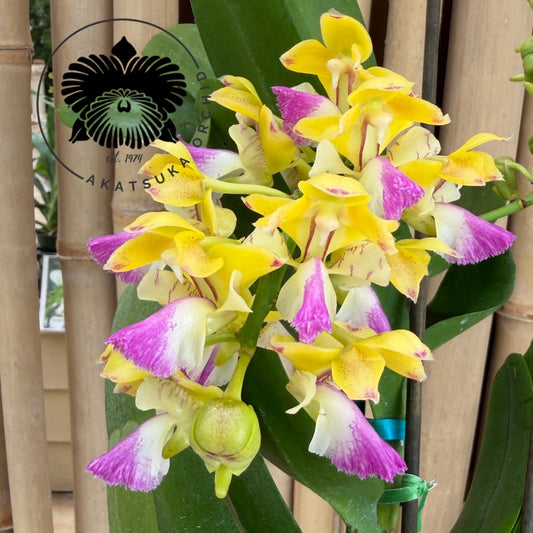 Aerides houlletiana x sib (4" Pot) - Spiking/Buds