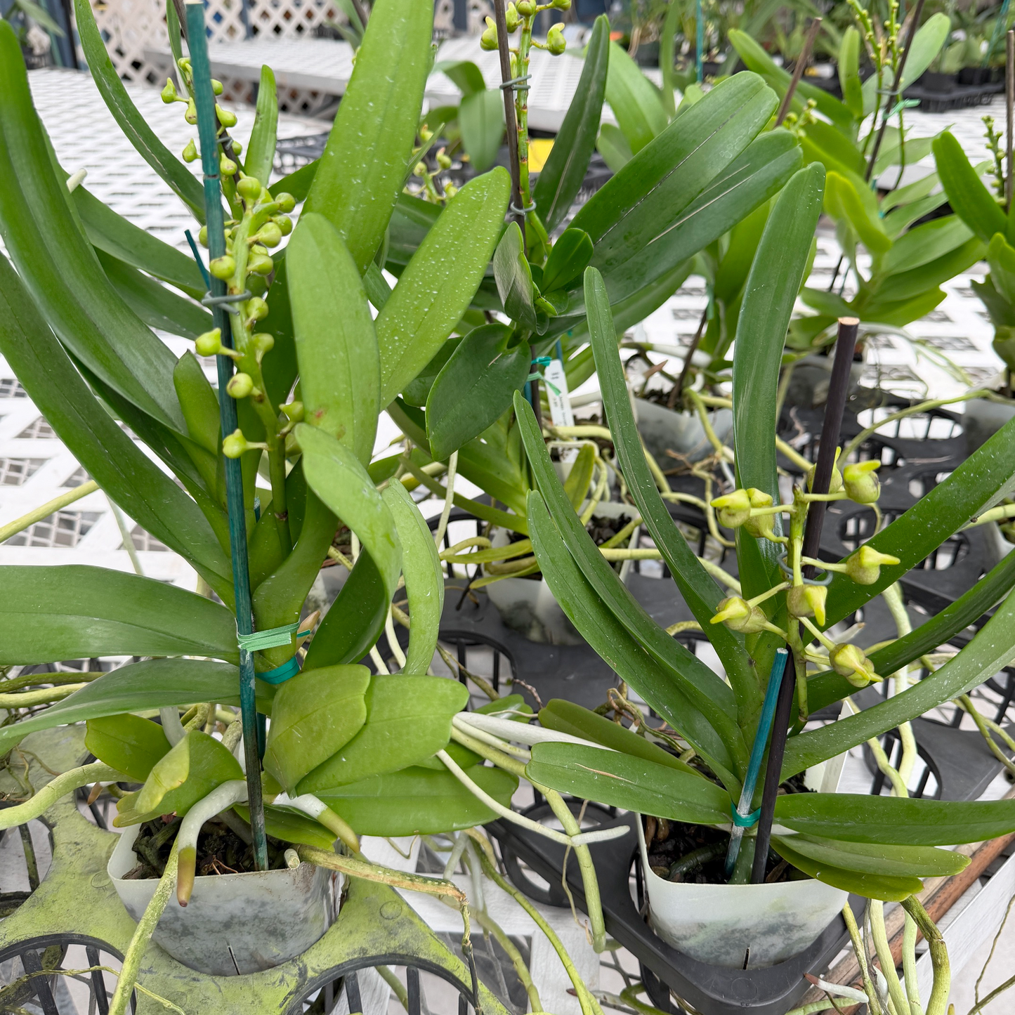 Aerides houlletiana x sib (4" Pot) - Spiking/Buds